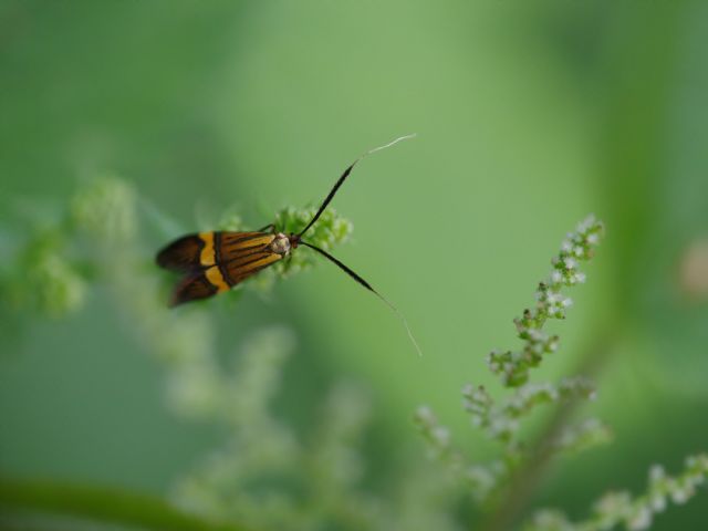 Falena dalle lunghe antenne